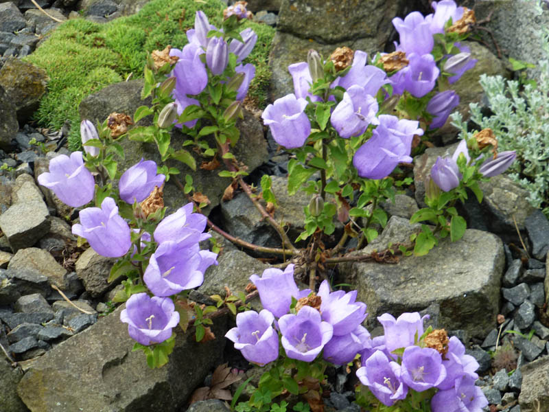Campanula incurva 3